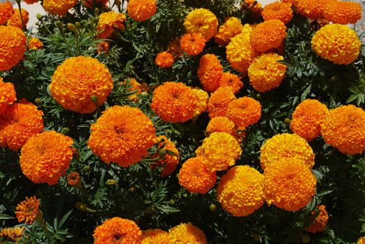 A large thick bush of orange sparrows radiates heat