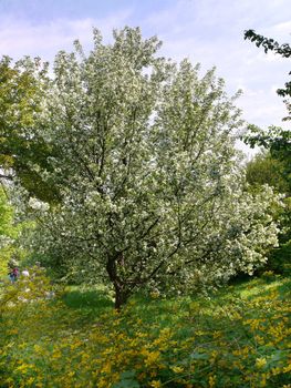 Beautiful lush blossoming apple tree with huge white flowers and green leaves