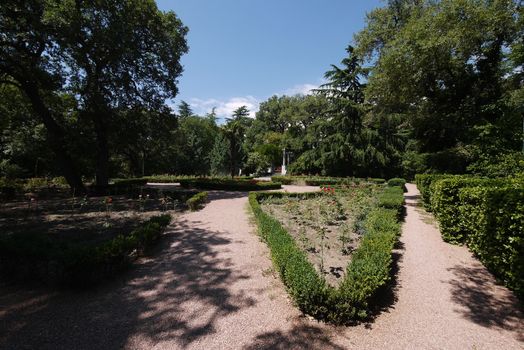 young planting of roses between cropped boxwood bushes in a botanical garden