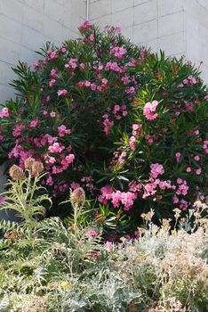 A beautiful bush of flowers with small narrow green leaves and pink petals growing near the wall itself.