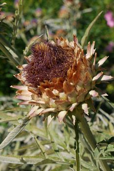 in the focus fresher flower thistle on a high solid cut