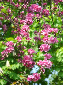 Flowering with pink flowers, thin branches of a tree without leaves. They look very beautiful and defenseless.