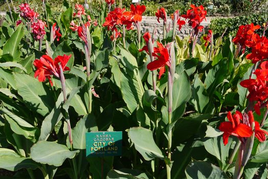 Lovely flowers with the name canna garden. With a thick stalk and wide green leaves with small red petals.