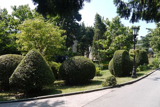 Design bushes in the park trimmed in the form of various geometric shapes growing along the path