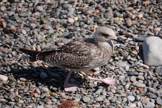 A gray bird with flippers on its paws goes through wet colored pebbles