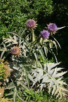 A bush with blossoming purple flowers and green leaves against the background of green trees