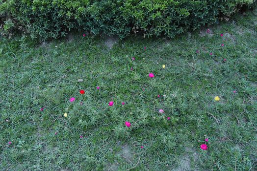 A glade with flowers of a different color of portrail on a background of a bush