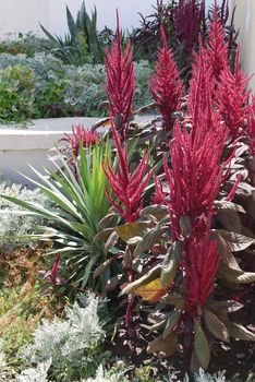 Decorative flowerbed with high exotic shrubs with red flowers and green leaves