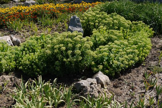 A flower bed near the stones is densely planted with rubbish and yellow blackberry