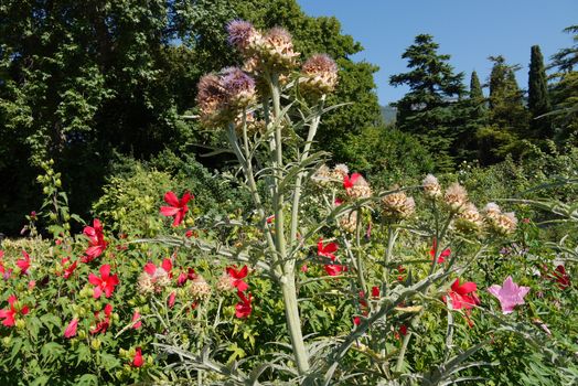 High prickly bushes in the middle of a flower bed with colorful flowers on a background of green trees