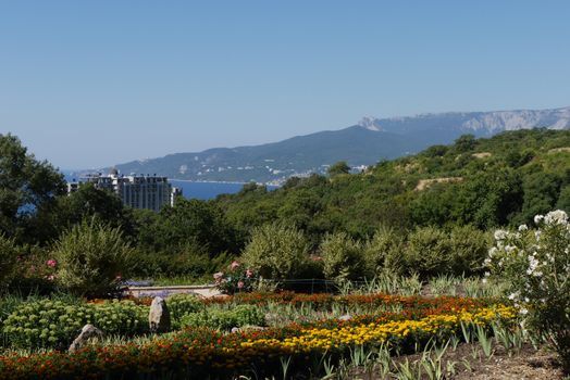 flowerbed and bush with white flowers on the background of the Crimean mountains and the Black Sea