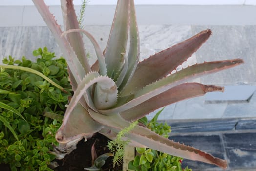 An unusual exotic green plant with large prickly petals against the background of a stone wall