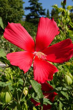 Green dense foliage in the garden with a flower growing on top of it with delicate red petals and a large pink pestle with yellow stamens.