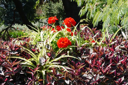 A flower growing in the garden among the multicolored leaves of plants with thick bright petals. It looks very nice and romantic.