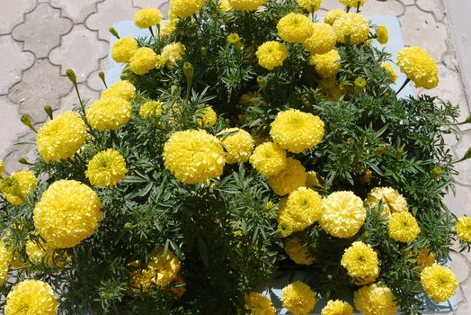 flower bed of yellow marigolds near the path