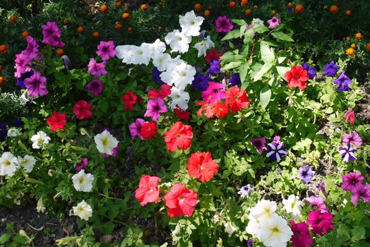 A huge number of colorful small flowers on a decorative green flowerbed