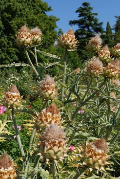 thick bushes of interesting flowers with not yet faded buds on the background of green trees