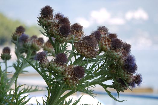 A bush with large prickly purple flowers against a blue sky with white clouds