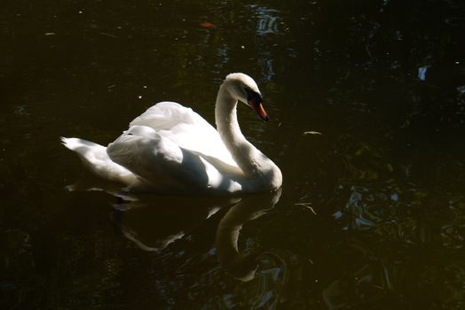 A white swan with a proud look floating in the pond gracefully curving his neck looks at his reflection of green water.