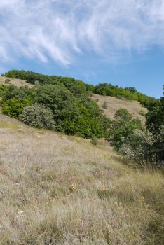 Slope of the mountain with a large number of wildflowers and grass against the backdrop of lush green trees