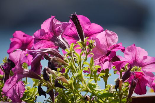 Beautiful flowers with delicate pale pink petals with thin and small green leaves. A wonderful gift to your beloved woman.