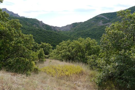 A small forest glade with trees against the background of a huge mountain valley