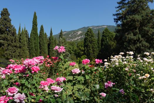 roses of white and pink colors against the background of firs and cypresses on a cloudless day
