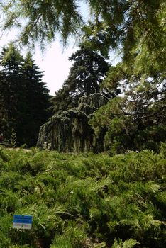 Cossack juniper in a botanical garden against a background of tall, atlased cedar