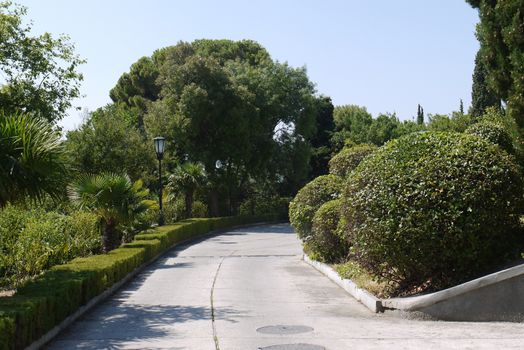 Alley in the city park with well-trimmed shrubs of round and rectangular shape