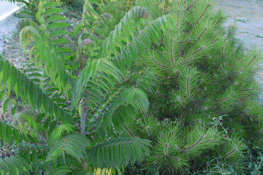A juicy green branch of a fern and the same branch of a prickly pine