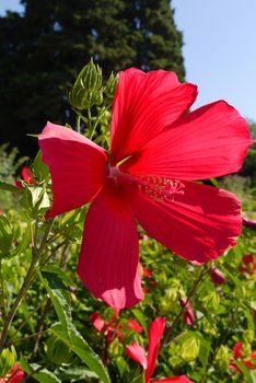 A beautiful flower with red petals and a pestle in the middle shot off close-up.