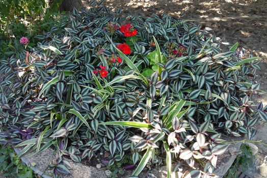 Decorative flowerbed with small exotic green and red flowers in the rays of bright sunlight