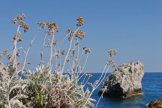 Drying wild flowers with stone boulders next to the boundless blue sea