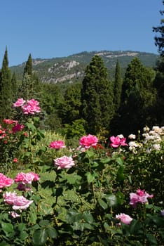shrubs of rose pink on the background of thuja and the far southern mountains enlightened by the sun