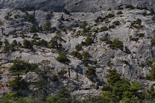 A beautiful almost sheer wall of rock with rare green trees growing on it, huddling on small protrusions under the summer sun.