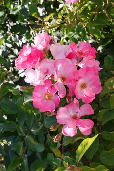 bright pink rose hips opened their petals for sun rays