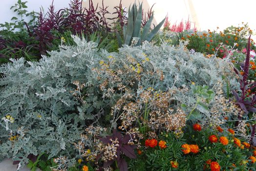 A beautiful flowerbed with marigolds and bushes of unusual gray color