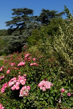 A few bushes of fragrant tea roses. They make a wonderful jam