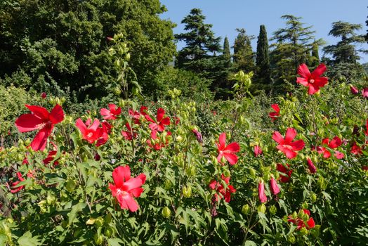 Bloomed and almost fallen red tulips under the southern scorching sun