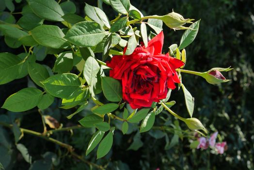 A beautiful rose flower with red petals with a green stem with spiked thorns will be an addition and decoration for any floral arrangement.