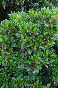 A beautiful and lush decorative shrub with small long green leaves