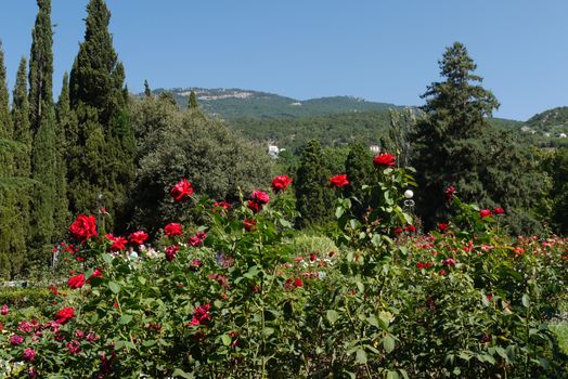 a large flower bed with flowers with a lush bush of red roses in the foreground against the background of mountain peaks visible in the distance
