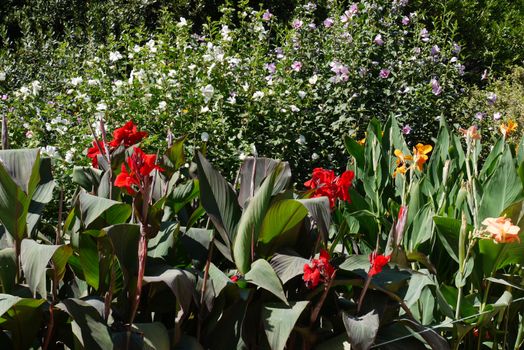 Beautiful red and yellow flowers on high stems with huge round leaves