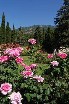A chic green glade dotted with excellent roses surrounded by lush trees against the background of high mountains under a blue cloudless sky.