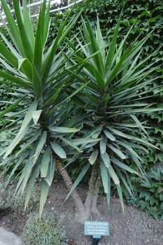 A large lush aloeystyle yucca with an information plate against the backdrop of green shrubs
