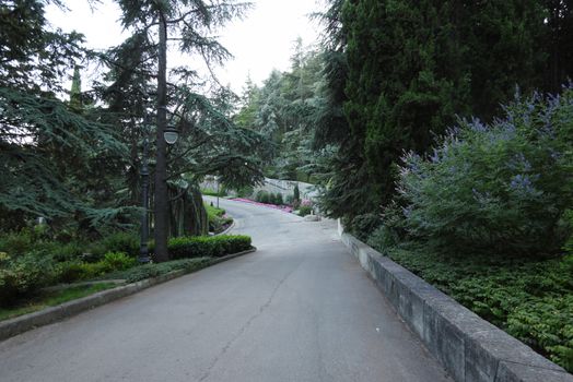 Asphalt road with beautiful ornamental trees and bushes on the sides descending into the green park zone
