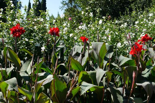 Red flower petals with a high green stem on a background of a flower bed and a blue sky