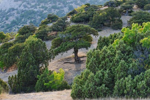 Trees of a strange shape on the slope of the mountain. As Enty from The Lord of the Rings movie