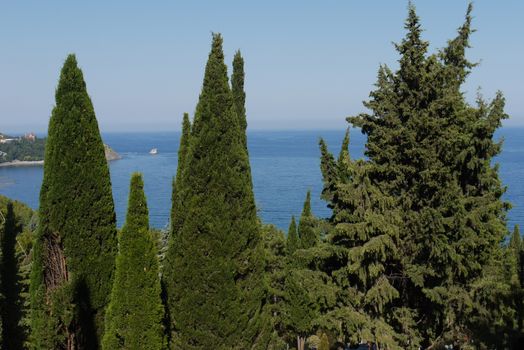 The endless blue sea is visible between the tops of green pines