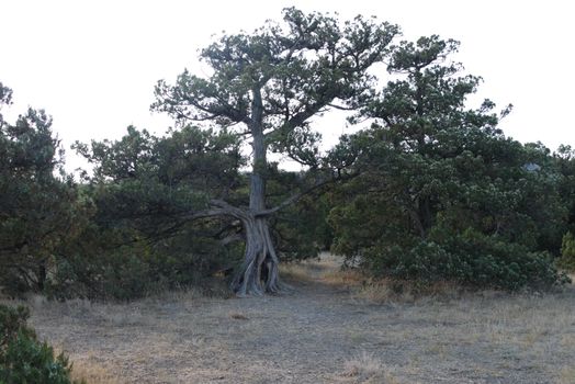 split old pine on dry soil without grass